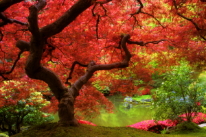 japanese-red-maple1